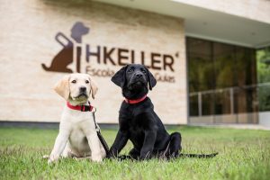 Rotas Comunicação - Ação – Campanha vai escolher nome de futuros cães-guia da escola Helen Keller 