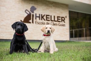Rotas Comunicação - SOLIDARIEDADE – Escola Helen Keller precisa de ajuda financeira para manter as atividades com cães-guias