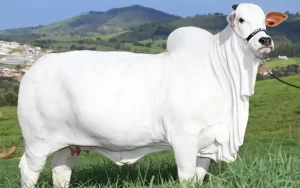 Preço de iate: em novo leilão, vaca brasileira passa a valer R$ 21 milhões